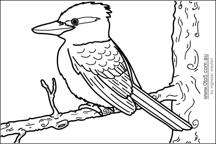 kookaburra