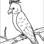 Cockatoo thumbnail