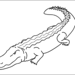 Crocodile thumbnail