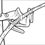 Frog thumbnail