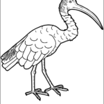 Ibis thumbnail