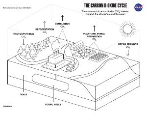 Carbon cycle template thumbnail